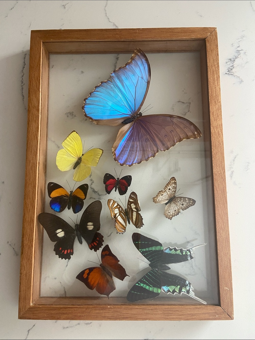 Vintage Real Butterfly Specimen Shadow Box Blue Morpho Wood Frame